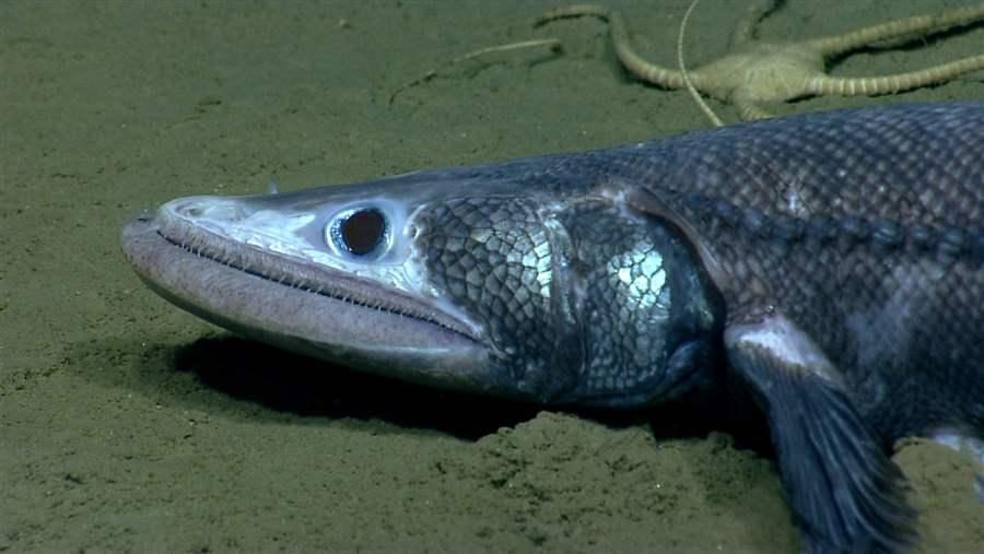 Deep-sea lizardfish