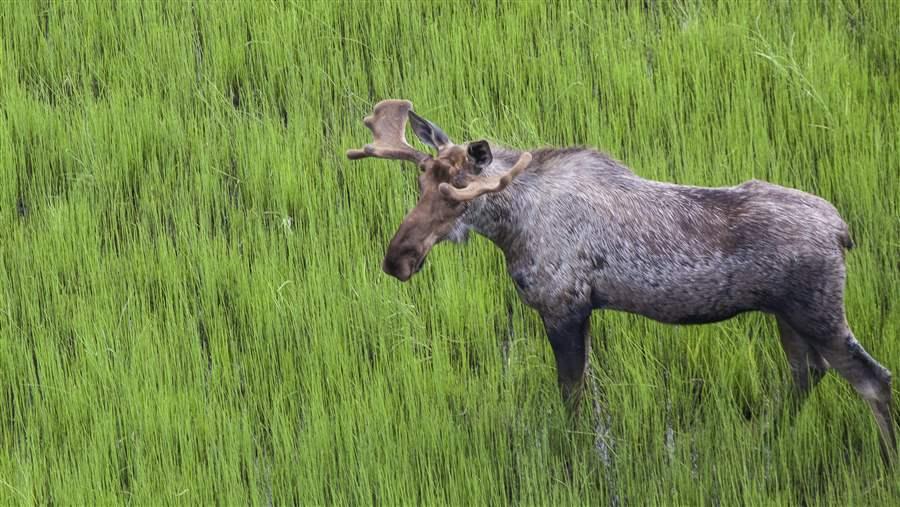 Bull moose