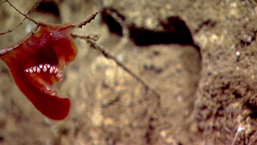 Comb jelly