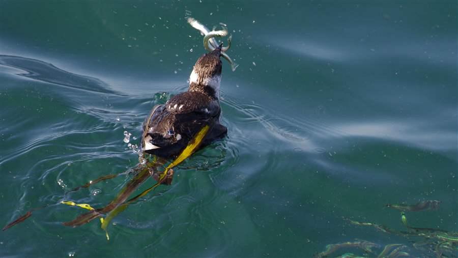 Forage fish conservation