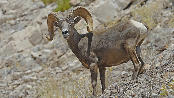 Gold Butte