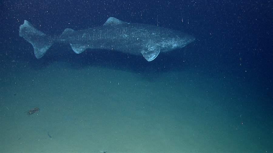 Greenland shark