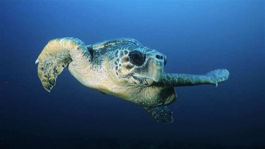 Loggerhead