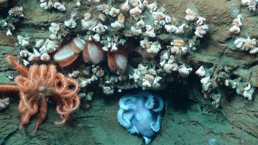 brisingid sea star, octopus, bivalves, and a group of cup corals