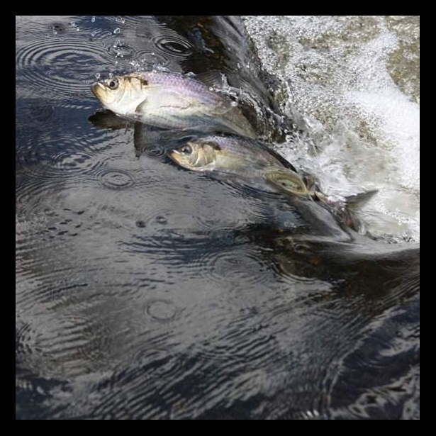 River herring