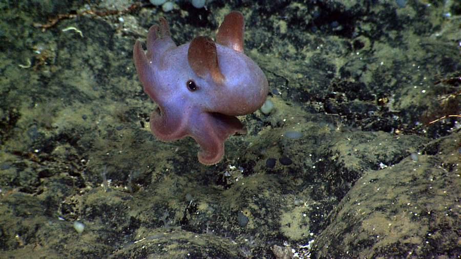 Dumbo octopus