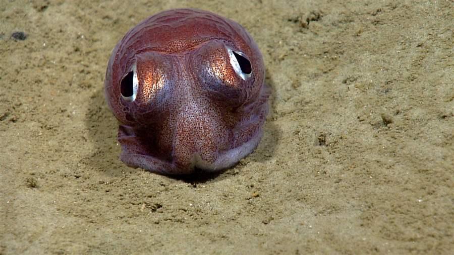 bobtail squid