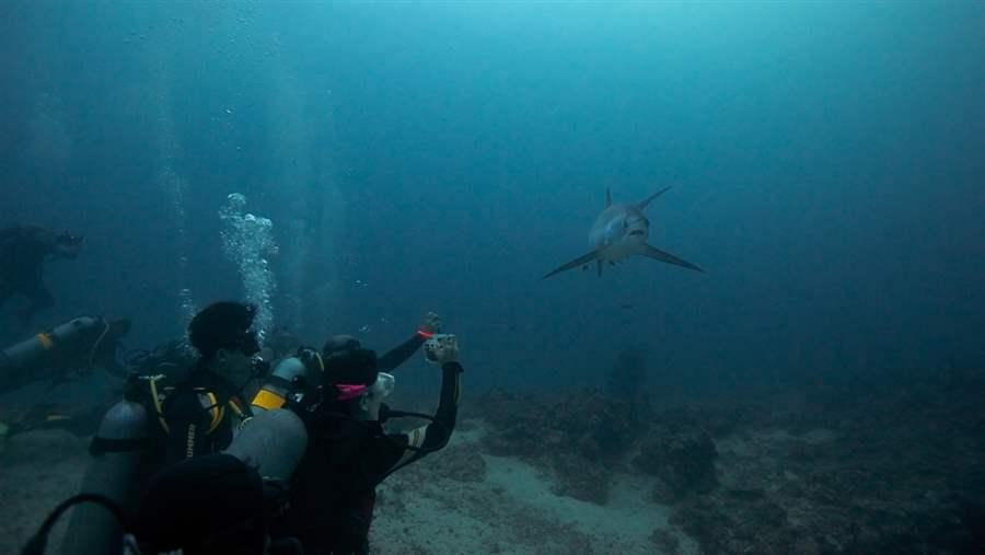 Thresher shark