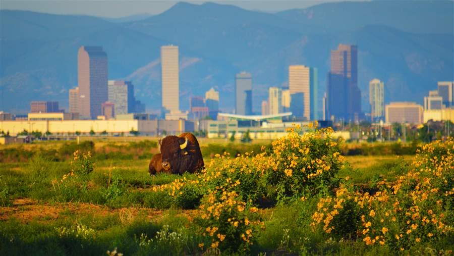 Colorado buffalo