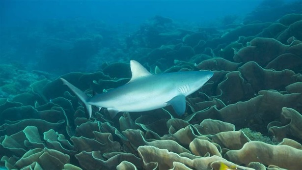 Palau shark