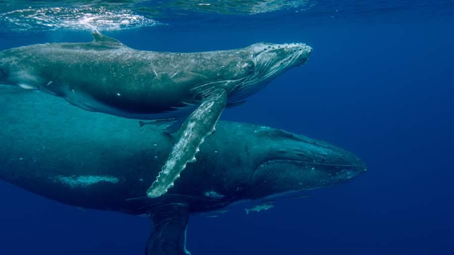 Palau whales