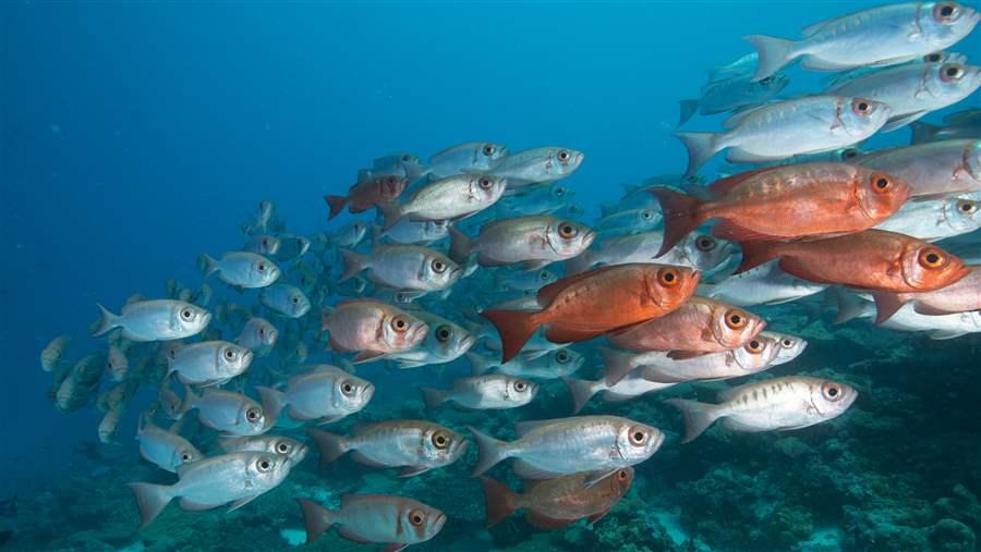 Palau fish