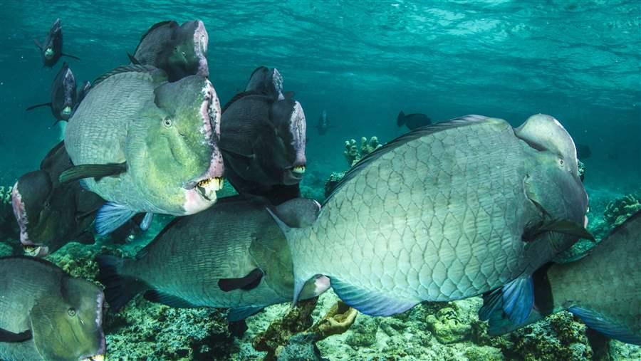 Parrot fish