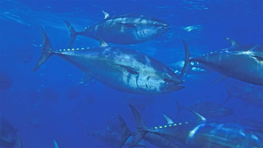 Pacific Bluefin Tuna