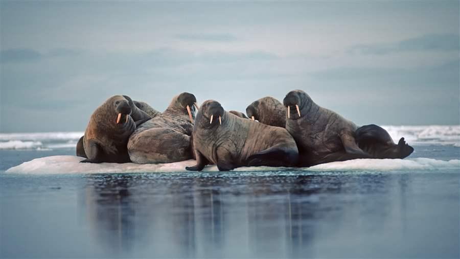 Bearing Sea walruses