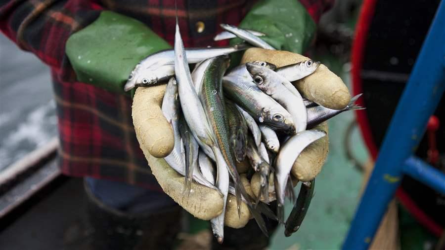 Polish fisherman