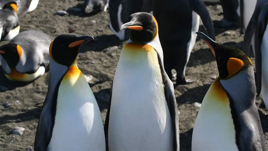 Crozet and Kerguelen penguins