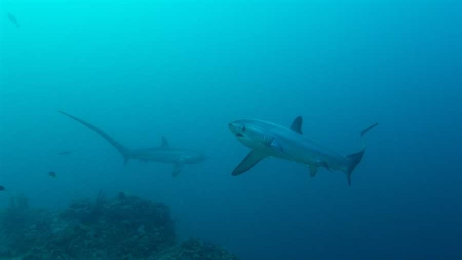 Kiribati shark sanctuary