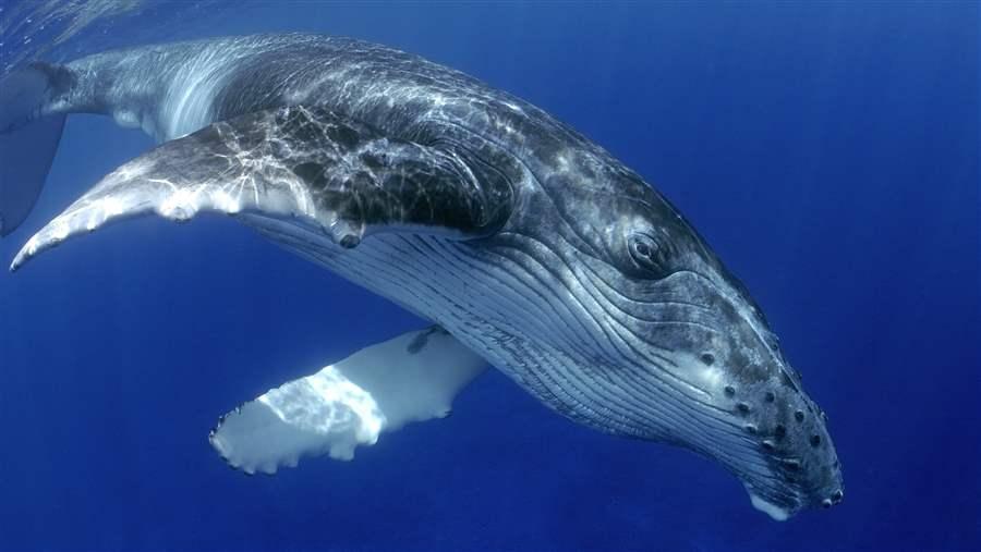 Humpback whale