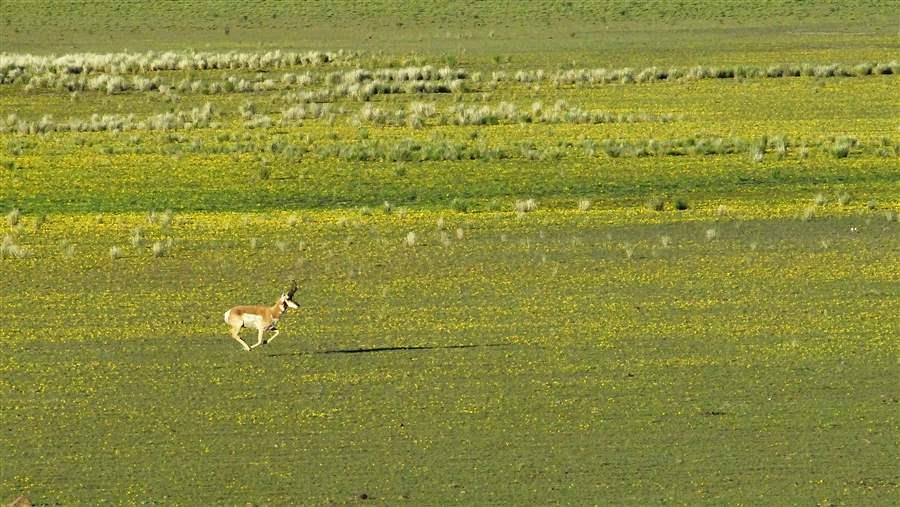 Pronghorn Antelope
