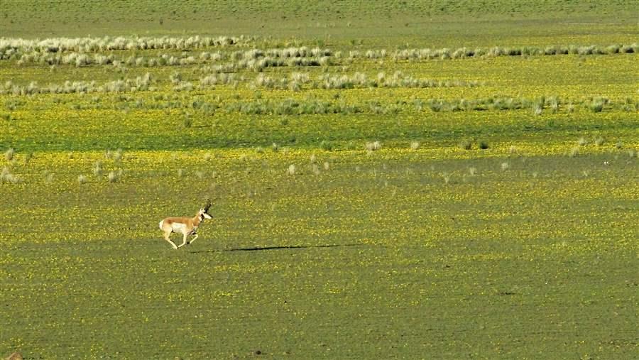 Pronghorn Antelope