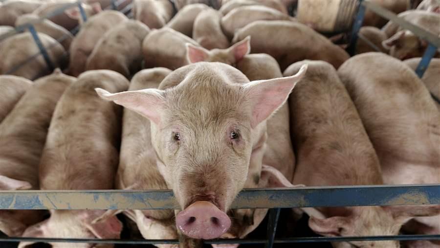 Farmers Push Back Against Animal Welfare Laws | The Pew Charitable Trusts