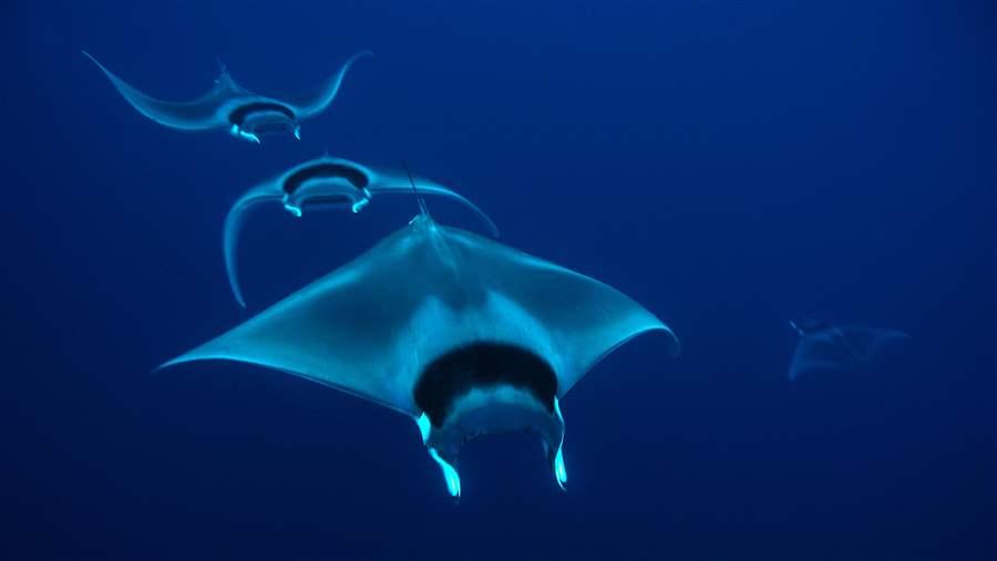 Mobula rays