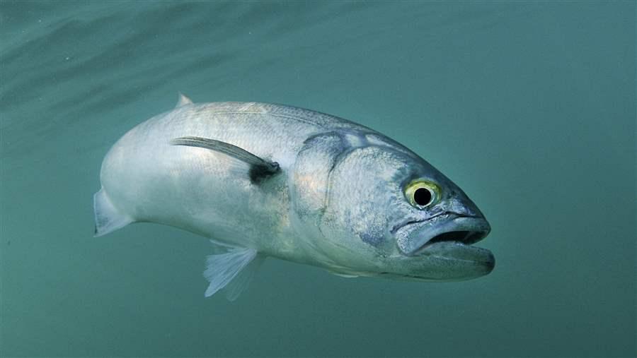 Bluefish