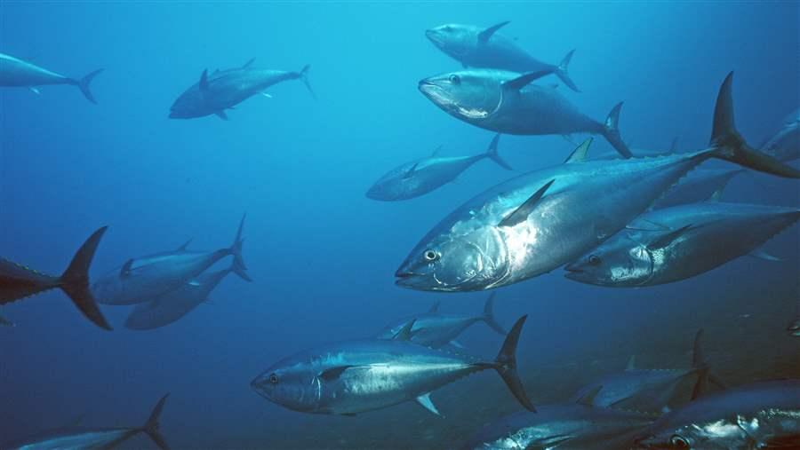 Pacific bluefin tuna