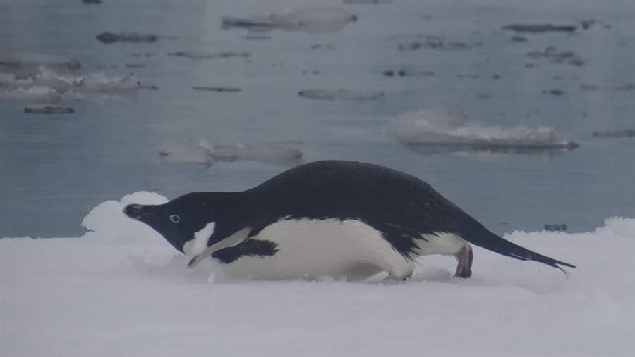 Marine protected areas in the Southern Ocean