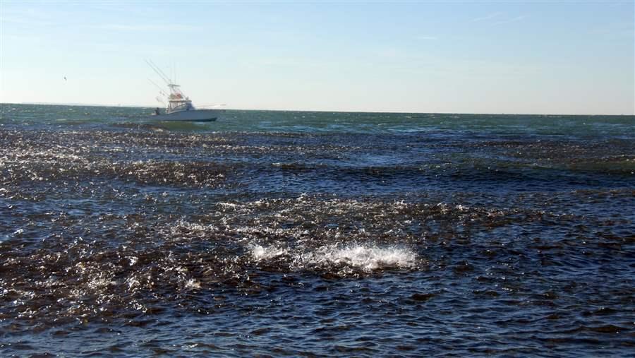 Atlantic Menhaden