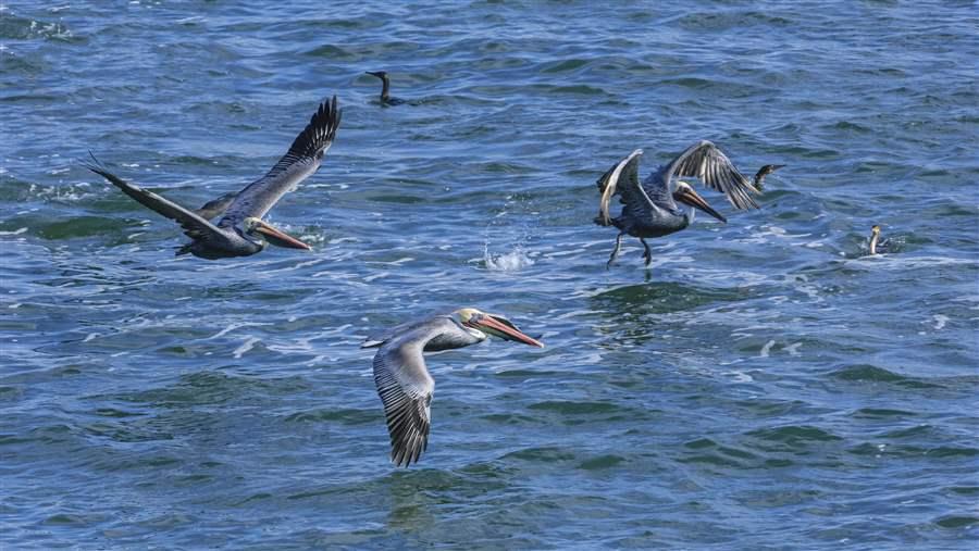 Brown pelicans