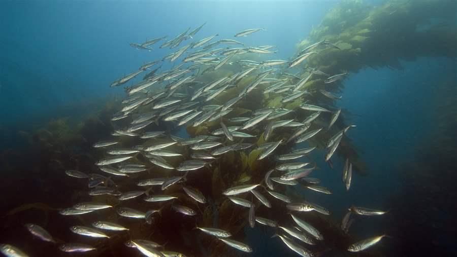 Pacific sardines