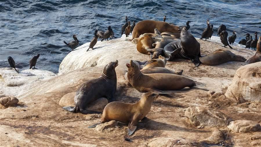 Sea lions