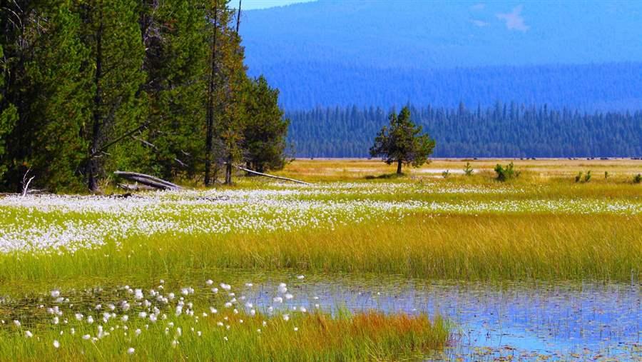 Cascade Siskiyou