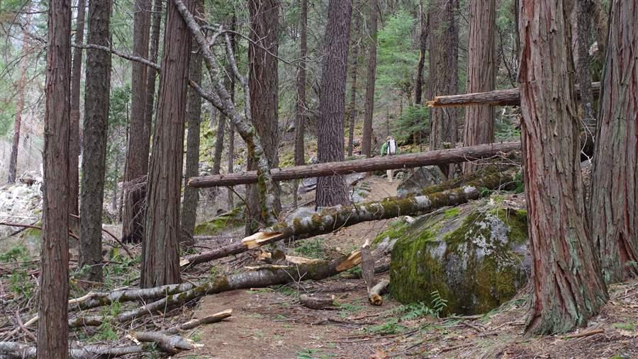 Dead tree path