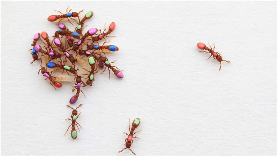 Ants social behavior