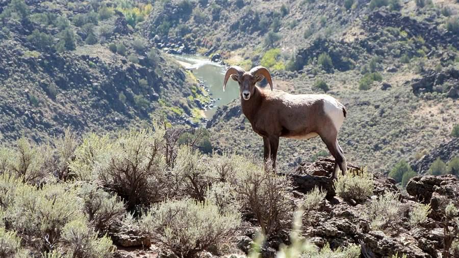 Bighorn sheep