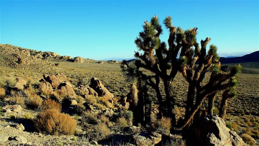 Joshua Tree