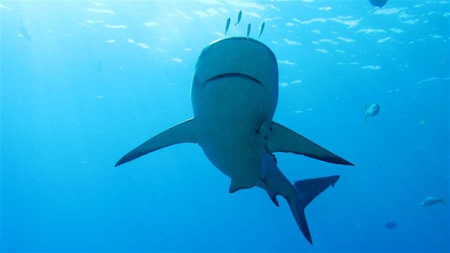 Caribbean reef shark