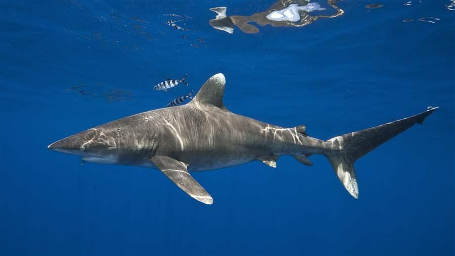 Great Hammerhead