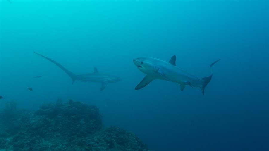 Thresher sharks