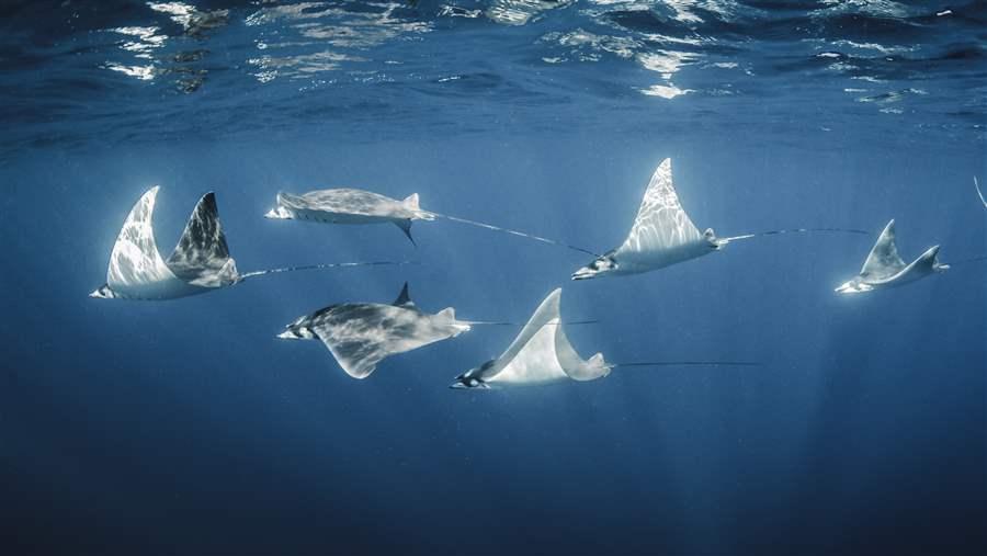 Mobula rays