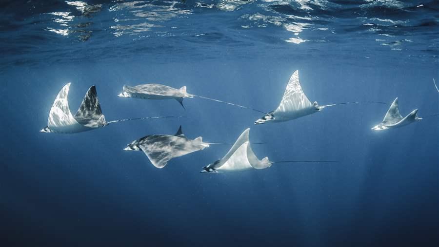 Mobula rays 