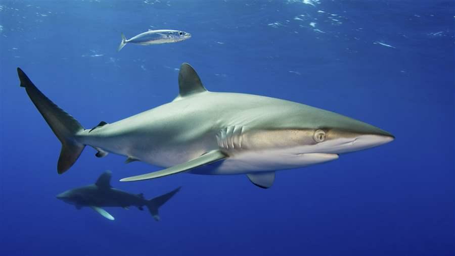 Silky shark