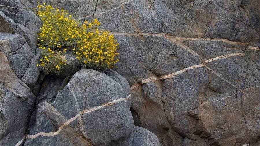 Brittlebush