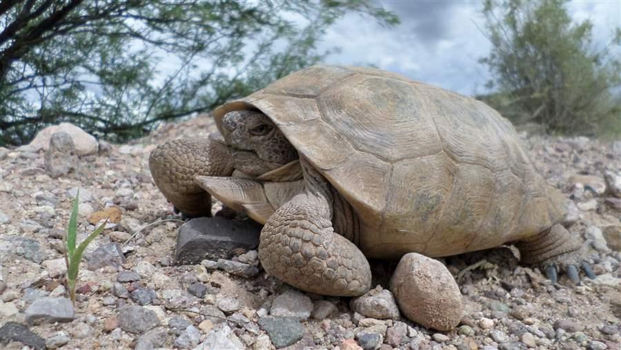 Desert tortoises