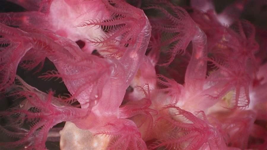 Gulf of Mexico Deep Sea Corals