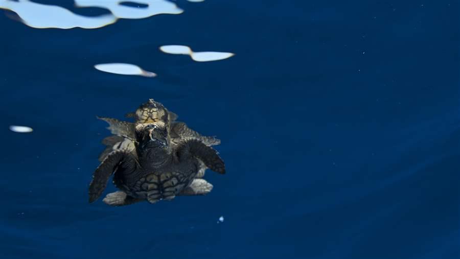 Sea turtle