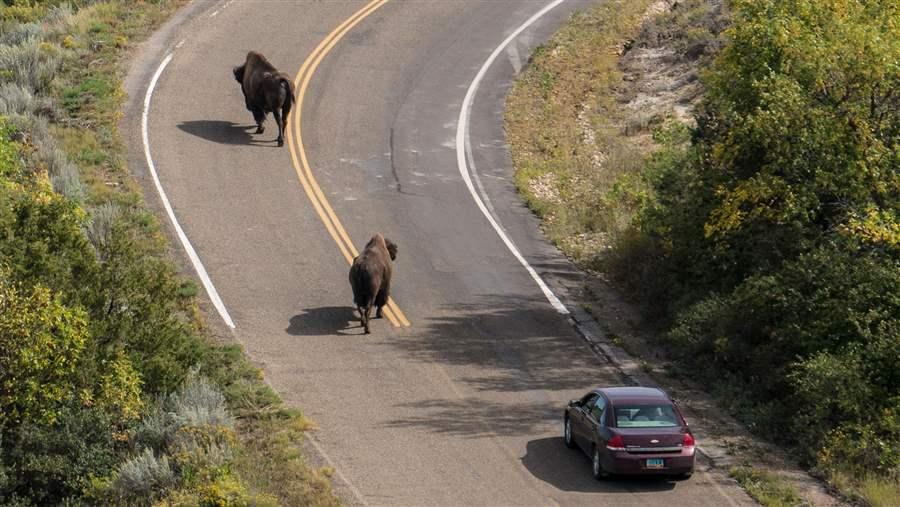 Theodore Roosevelt National Park buffalo